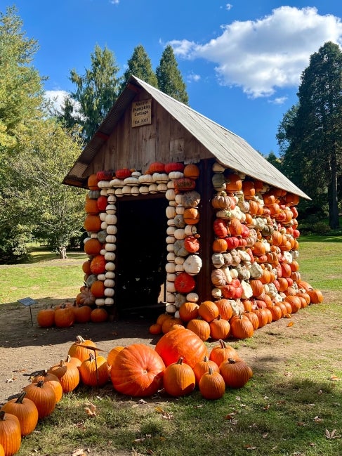 A small cottage covered in pumpkins and gourds of all sizes and colors. 