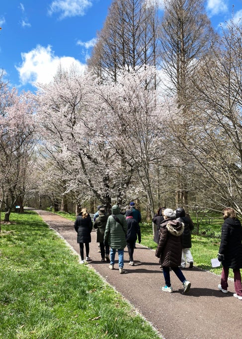 A group of people walking outside in early spring wearing winter coats and admiring a cherry blossom tree. 