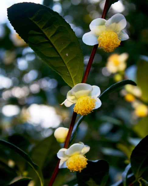 A brown branch with three flowers in bloom with white petals and big yellow middles. 