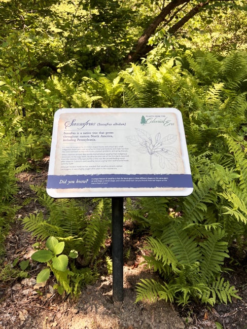 An educational sign in a public garden about sassafras.
