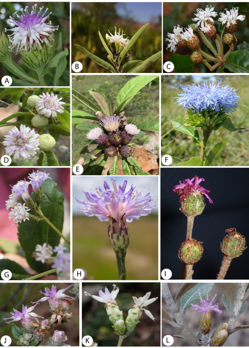 An image of different types of ironweed.