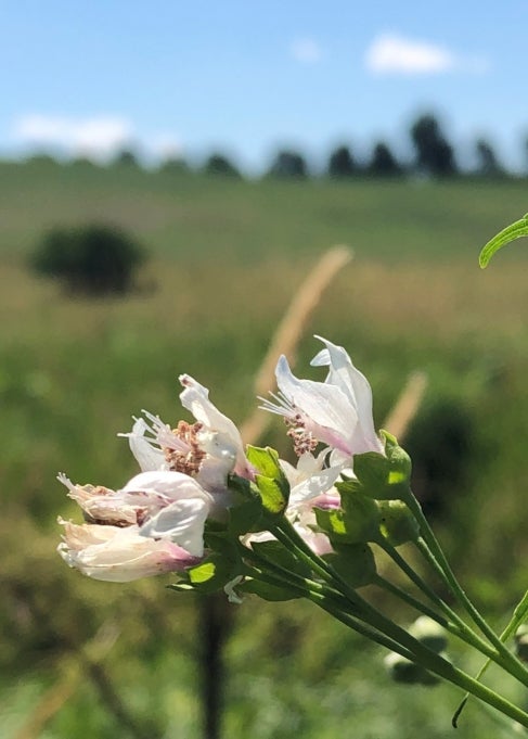 A white and pink flower growing outdoors. 
