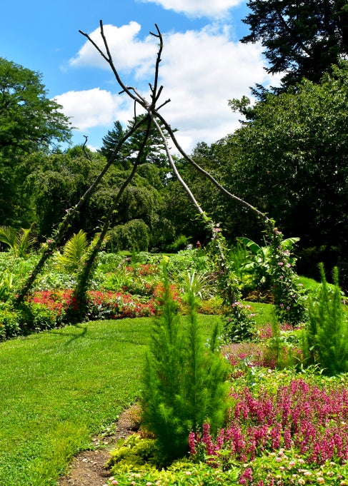 A garden in bloom with colorful blooms and deadwood constructed into a trestle with a vining plant growing up it. 