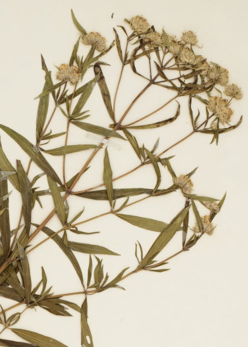 An image of an herbarium specimen of a flower plant dried and mounted to a white board. 