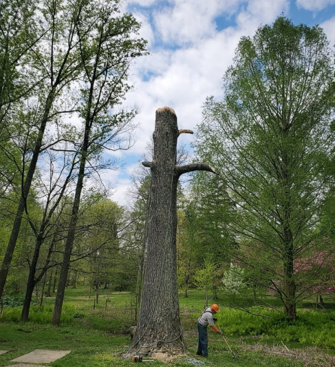 A man in a hard hat digs into the ground next to a large standing tree snag. 