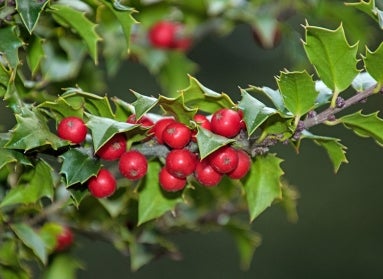 close up of red berries and leaves