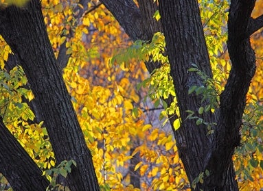 'Quad' Elm with yellow leaves behind