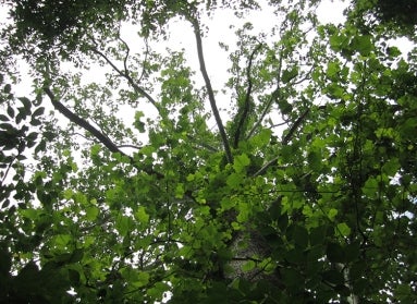 Cathedral Sycamore tree leaves