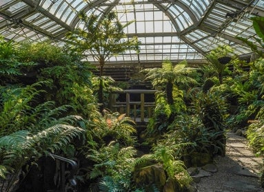 the interior of the fernery at Morris Arboretum