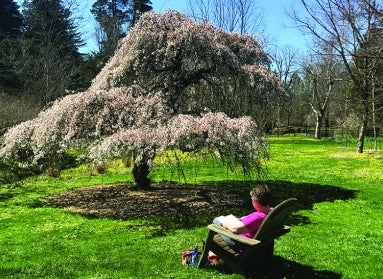 a man reading a book outside, in front of a tree