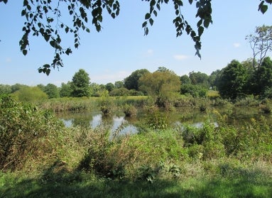 view of a pond at Morris Arboretum