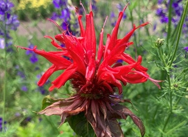 red Monarda didyma (scarlet beebalm)