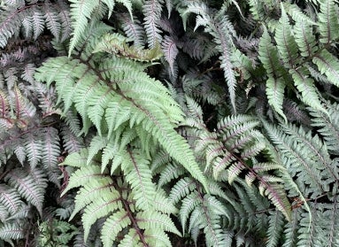 Athyrium niponicum var. pictum (Japanese painted fern)