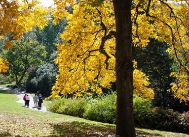 Carya ovata (shagbark hickory)