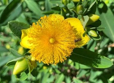 Hypericum spp. (St. John’s wort)