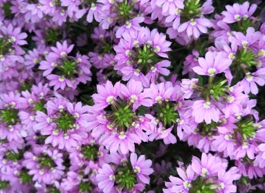 purple fan flowers