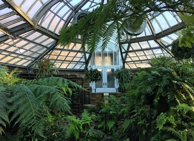 ferns in the Morris Arboretum fernery