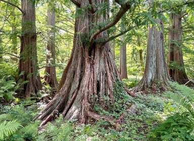 Metasequoia glyptostroboides