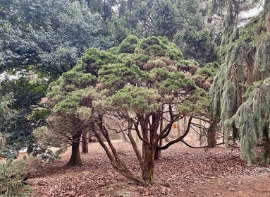 Juniperus virginiana (eastern redcedar)