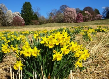 Narcissus spp. (daffodils)