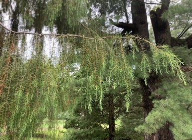 the branches of a Juniperus rigida (temple juniper)