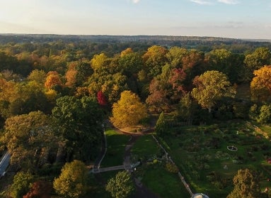 fall foliage