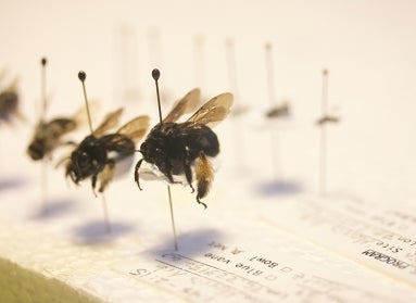 bees on pins for a display