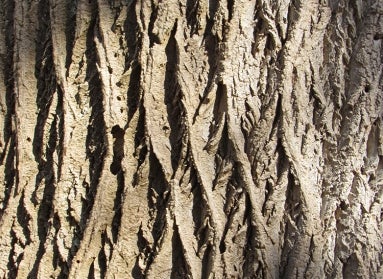 close up of tree bark