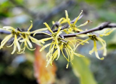 American witchhazel (Hamamelis virginiana)