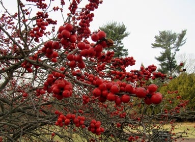 Common winterberry (Ilex verticillata)