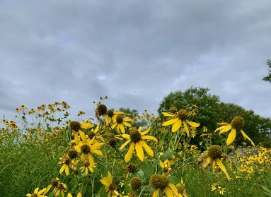 Cutleaf coneflower (Rudbeckia laciniata)