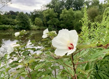Swamp rose mallow (Hibiscus moscheutos)