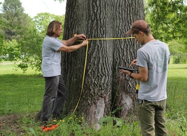 two young men measuring a tree trunk