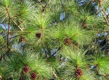 a close up of white pine needles on a branch