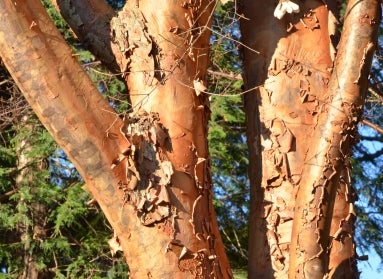 Tree trunk with exfoliating, peeling bark. 