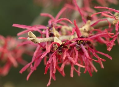 Thin, long-petaled pink witchhazel flowers in bloom.