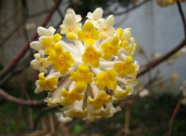 A round cluster of small yellow and white flowers.