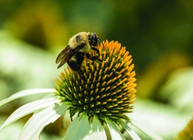 A closeup of a bee pollinating a white coneflower with a yellow spikey center. 