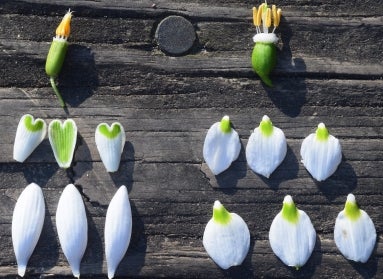 Dissected flowers of Galanthus nivalis (left), Leucojum vernum (right).