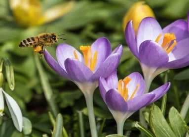 A bee perched on the petal of a purple and yellow crocus flower. 