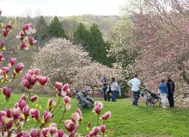 Two families with strollers admiring pink and pink magnolia flowers.