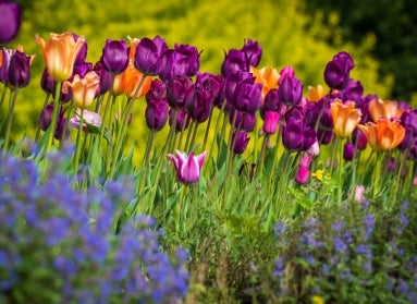 Purple and orange tulips in bloom. 