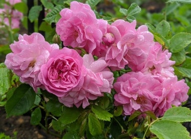 A bunch of pink roses flecked with raindrops.