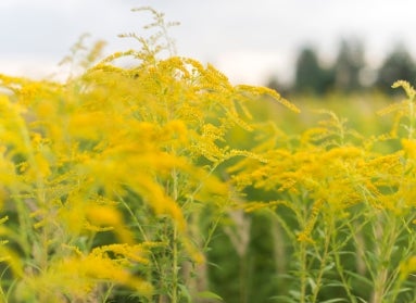 Goldenrod with green stems and small, drooping yellow flowers. 