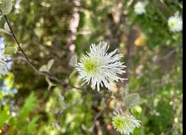 A light green and white flower with spikey petals growing on a branch. 