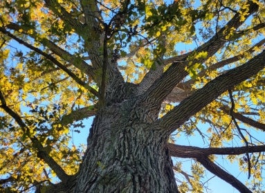 A thick trunk of an oak tree with green and yellow leaves overhead