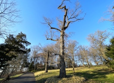A tall tree with bare branches sits on a grassy slope.