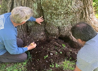 Two men inspect the base of a large white oak tree. 