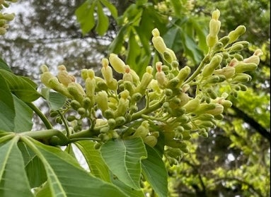 A close up of oval-like yellow flowers on a yellow buckeye tree.