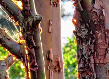 Exfoliating bark of a paperbark maple in the sunlight. 